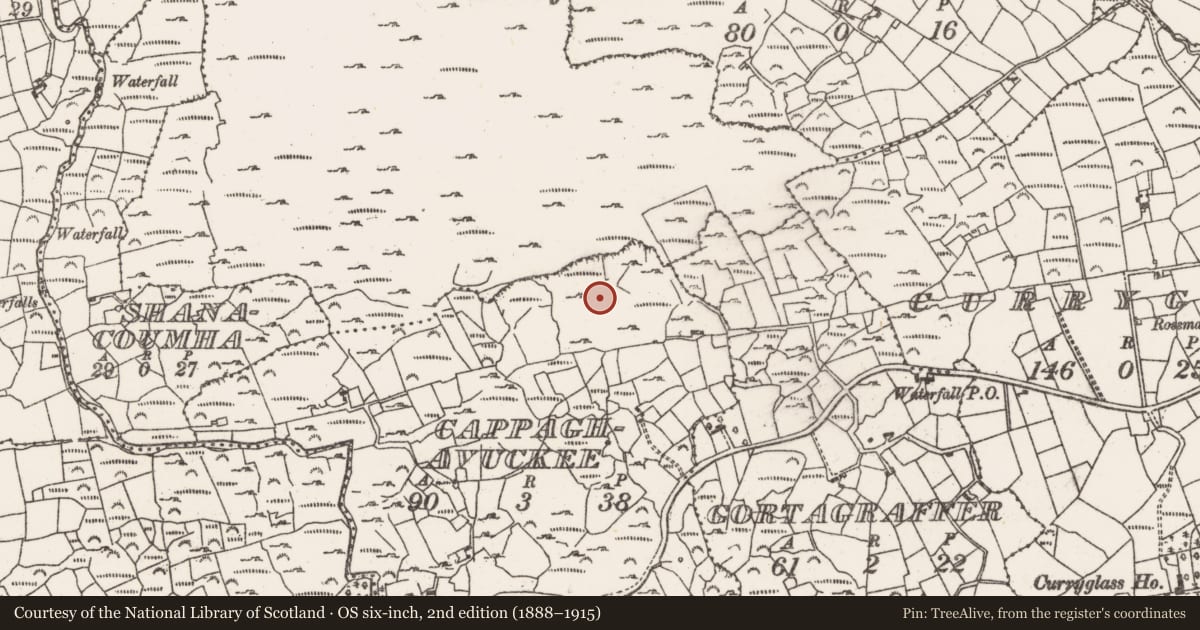 Ordnance Survey six-inch map, 2nd edition (1888–1915) covering the location of Standing stone, Cappaghavuckee, County Cork, with a pin at the register's coordinates