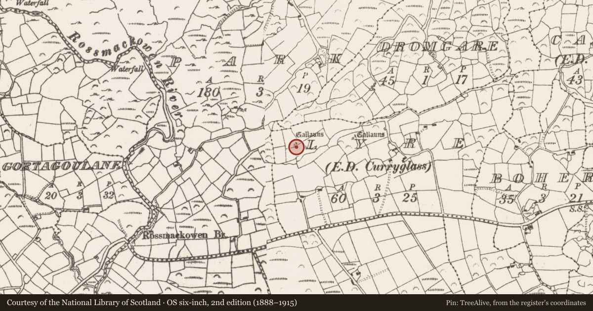 Ordnance Survey six-inch map, 2nd edition (1888–1915) covering the location of Standing stone, Lyre (Bear By., Killaconenagh Par.), County Cork, with a pin at the register's coordinates