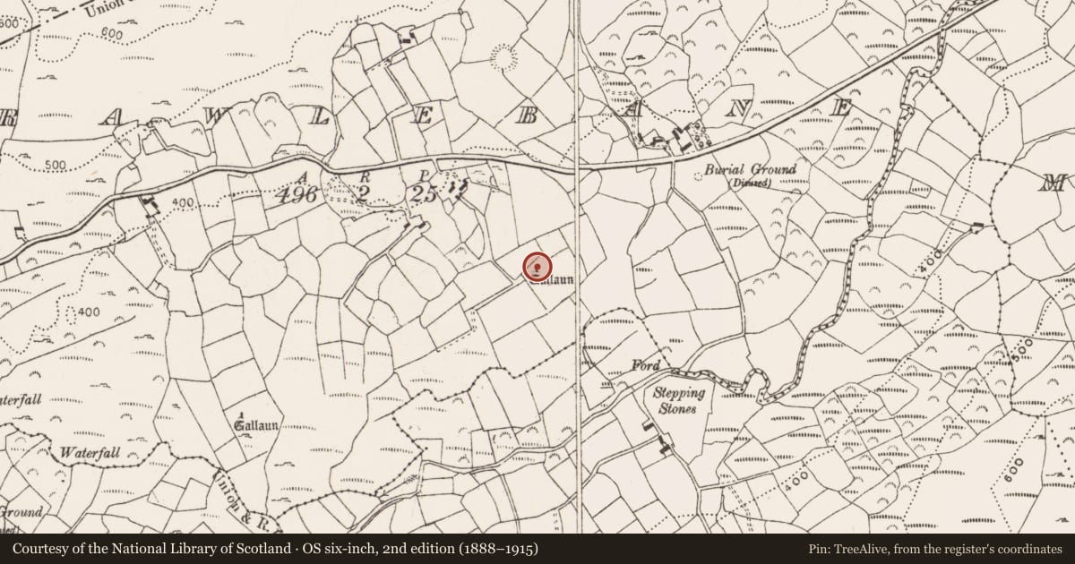 Ordnance Survey six-inch map, 2nd edition (1888–1915) covering the location of Standing stone, Trawlebane, County Cork, with a pin at the register's coordinates