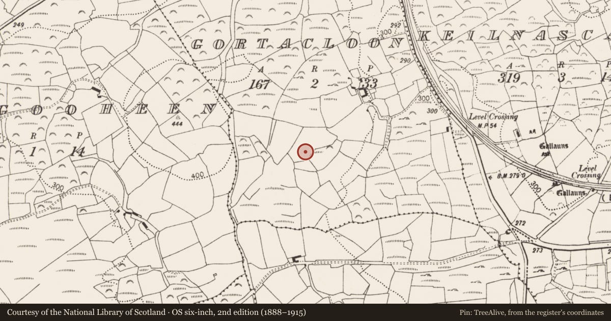 Ordnance Survey six-inch map, 2nd edition (1888–1915) covering the location of Standing stone, Gortacloona, County Cork, with a pin at the register's coordinates