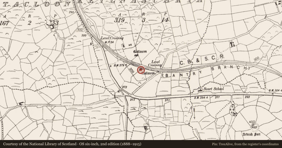 Ordnance Survey six-inch map, 2nd edition (1888–1915) covering the location of Standing stone - pair, Keilnascarta, County Cork, with a pin at the register's coordinates