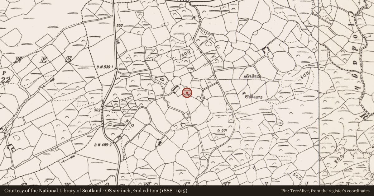 Ordnance Survey six-inch map, 2nd edition (1888–1915) covering the location of Ringfort - rath, Ceancullig, County Cork, with a pin at the register's coordinates