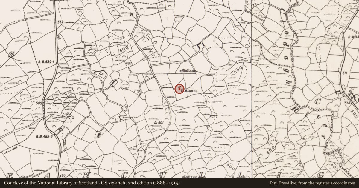 Ordnance Survey six-inch map, 2nd edition (1888–1915) covering the location of Standing stone - pair, Ceancullig, County Cork, with a pin at the register's coordinates
