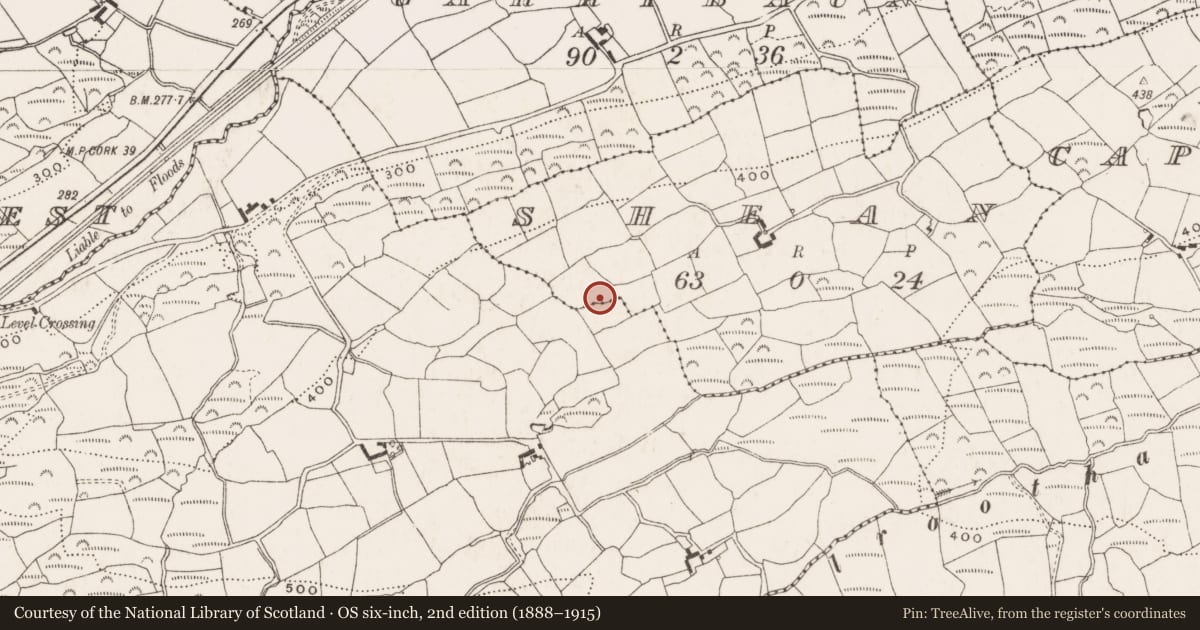 Ordnance Survey six-inch map, 2nd edition (1888–1915) covering the location of Ringfort - rath, Shean, County Cork, with a pin at the register's coordinates