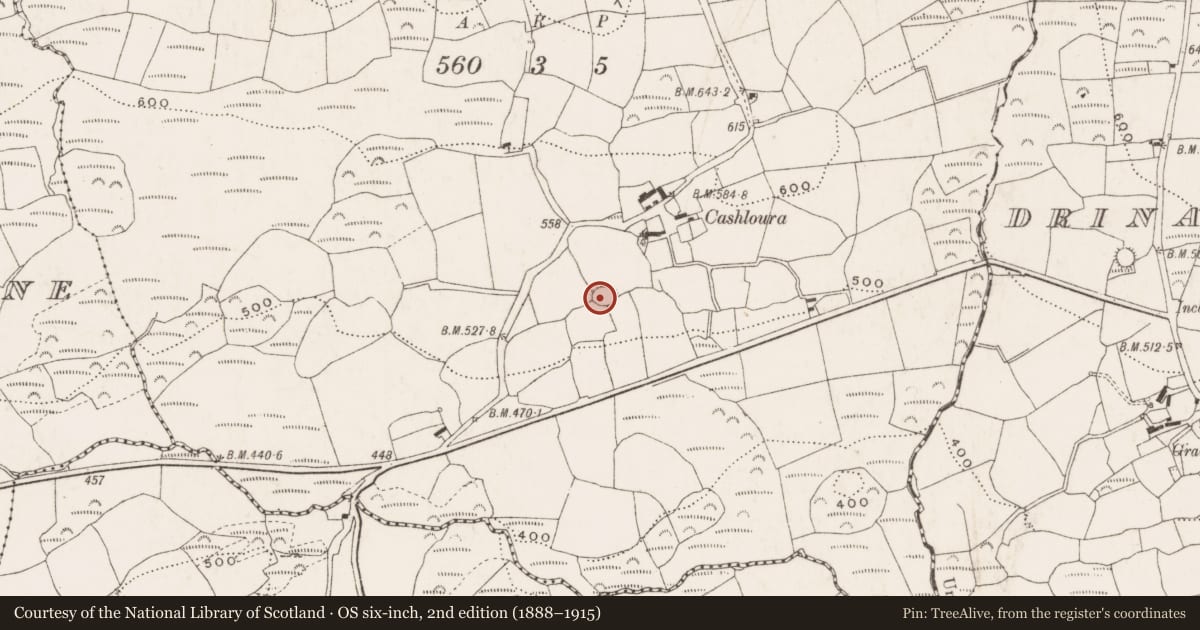 Ordnance Survey six-inch map, 2nd edition (1888–1915) covering the location of Ringfort - rath, Cashloura, County Cork, with a pin at the register's coordinates