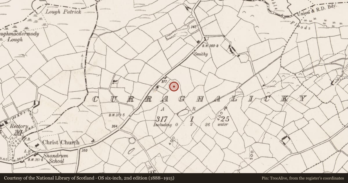 Ordnance Survey six-inch map, 2nd edition (1888–1915) covering the location of Ringfort - rath, Curraghalicky, County Cork, with a pin at the register's coordinates