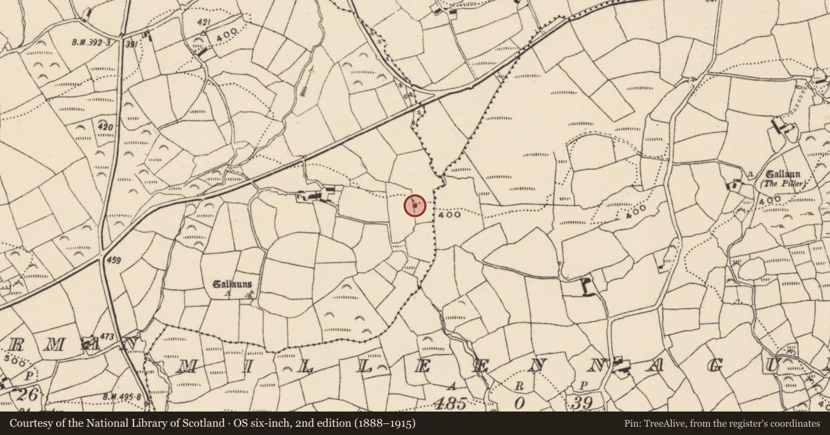 Ordnance Survey six-inch map, 2nd edition (1888–1915) covering the location of Fulacht fia, Lettergorman, County Cork, with a pin at the register's coordinates