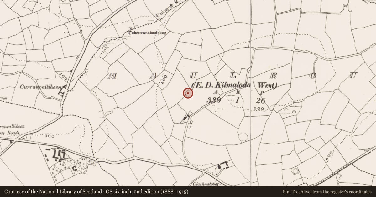 Ordnance Survey six-inch map, 2nd edition (1888–1915) covering the location of Ringfort - rath, Maulrour, County Cork, with a pin at the register's coordinates