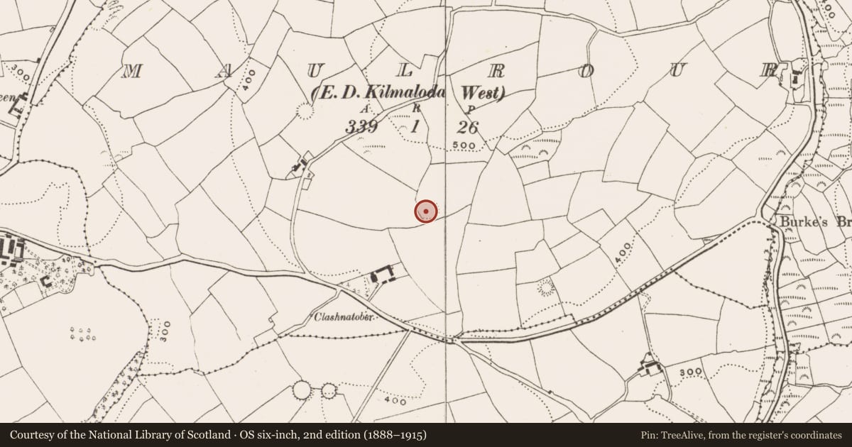 Ordnance Survey six-inch map, 2nd edition (1888–1915) covering the location of Ringfort - rath, Maulrour, County Cork, with a pin at the register's coordinates