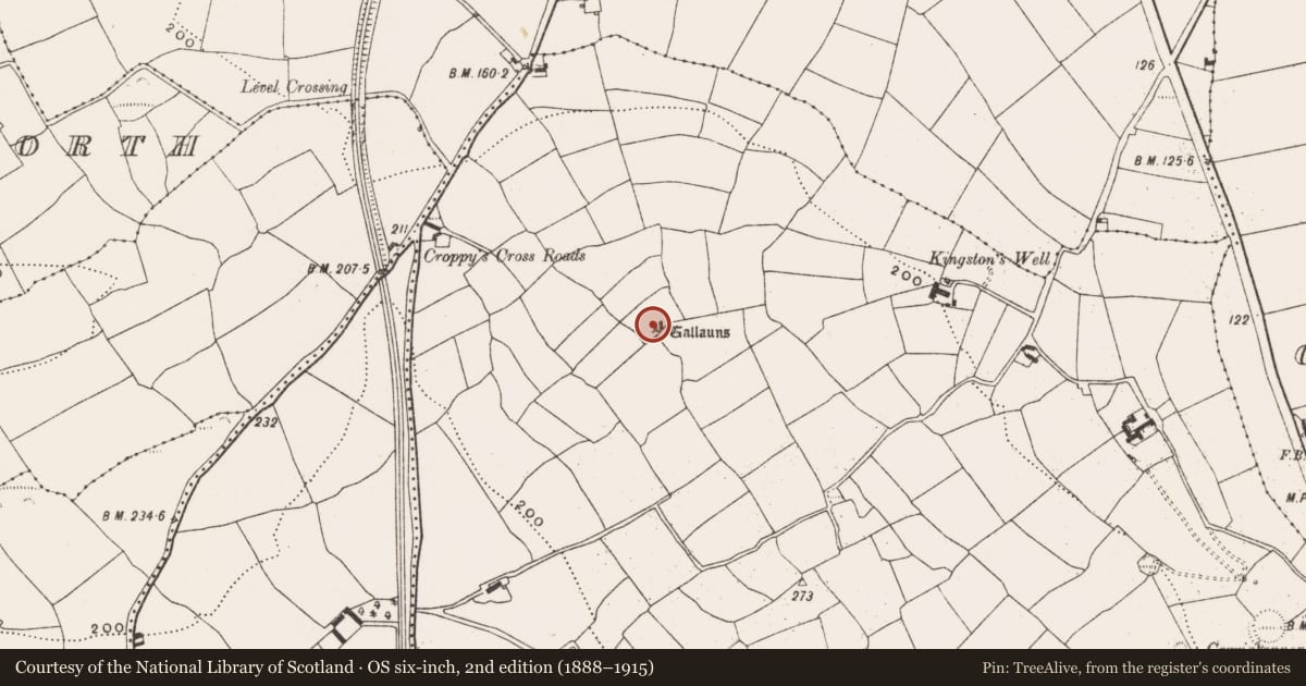 Ordnance Survey six-inch map, 2nd edition (1888–1915) covering the location of Anomalous stone group, Lisselane, County Cork, with a pin at the register's coordinates