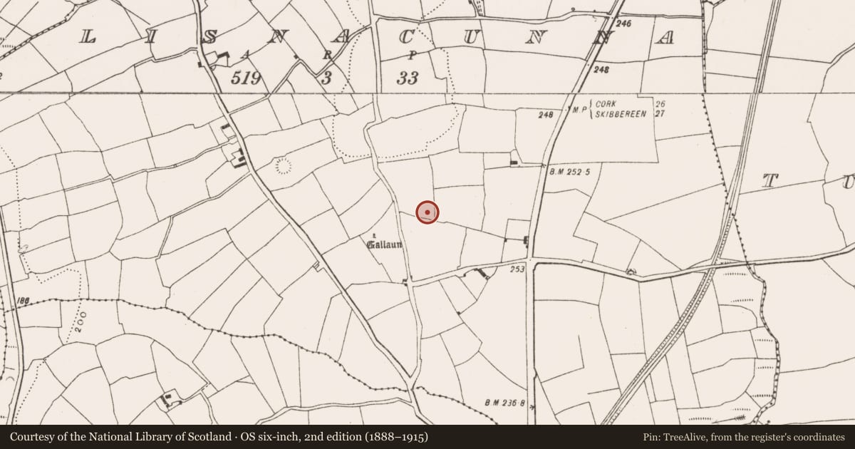 Ordnance Survey six-inch map, 2nd edition (1888–1915) covering the location of Ringfort - rath, Lisnacunna, County Cork, with a pin at the register's coordinates