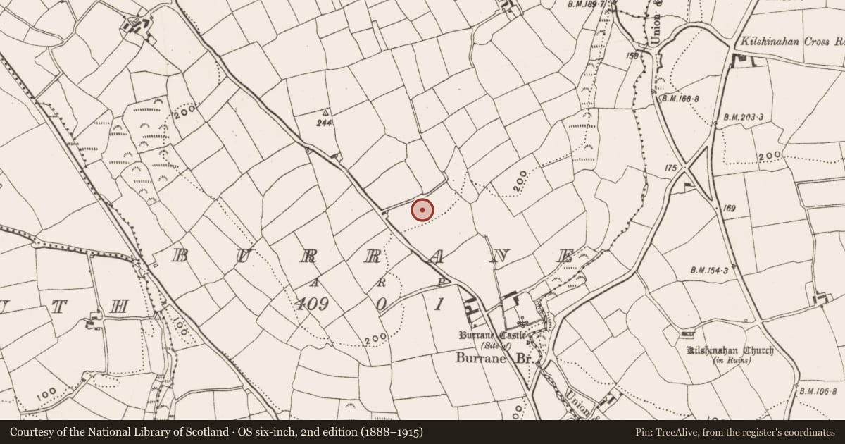 Ordnance Survey six-inch map, 2nd edition (1888–1915) covering the location of Standing stone, Burrane, County Cork, with a pin at the register's coordinates