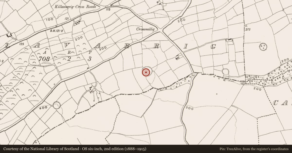 Ordnance Survey six-inch map, 2nd edition (1888–1915) covering the location of Ringfort - rath, Killavarrig, County Cork, with a pin at the register's coordinates