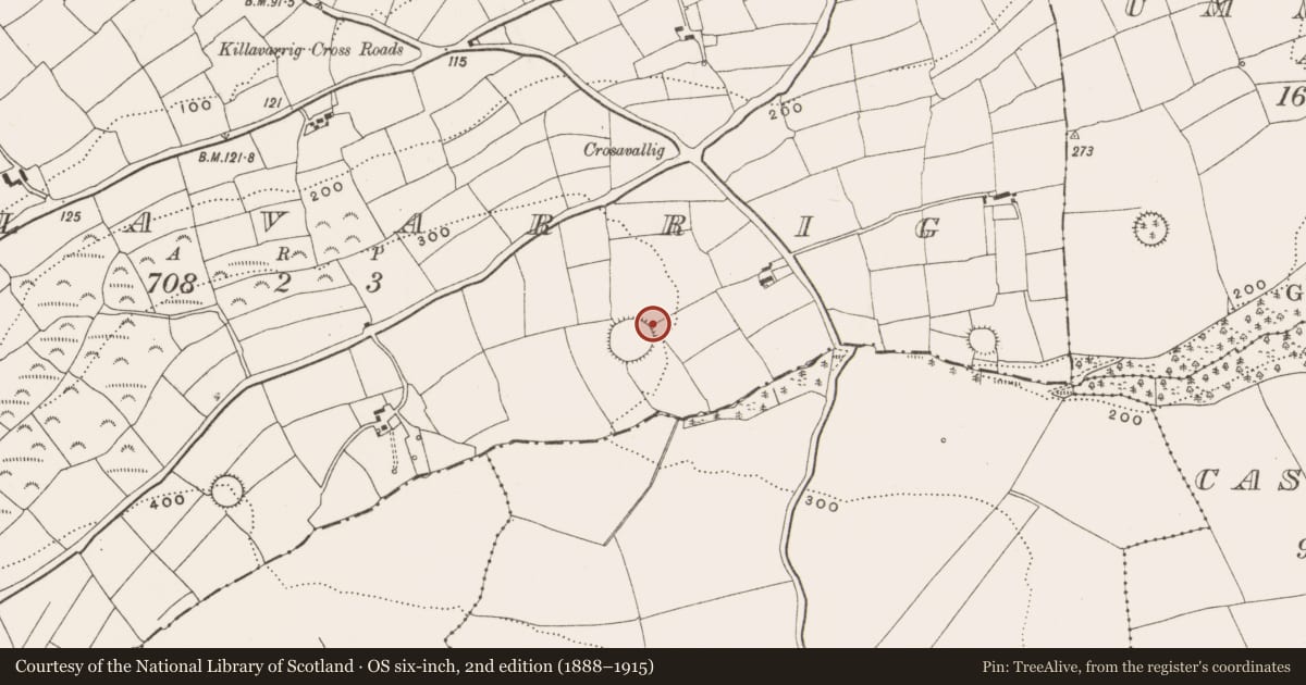 Ordnance Survey six-inch map, 2nd edition (1888–1915) covering the location of Cist, Killavarrig, County Cork, with a pin at the register's coordinates