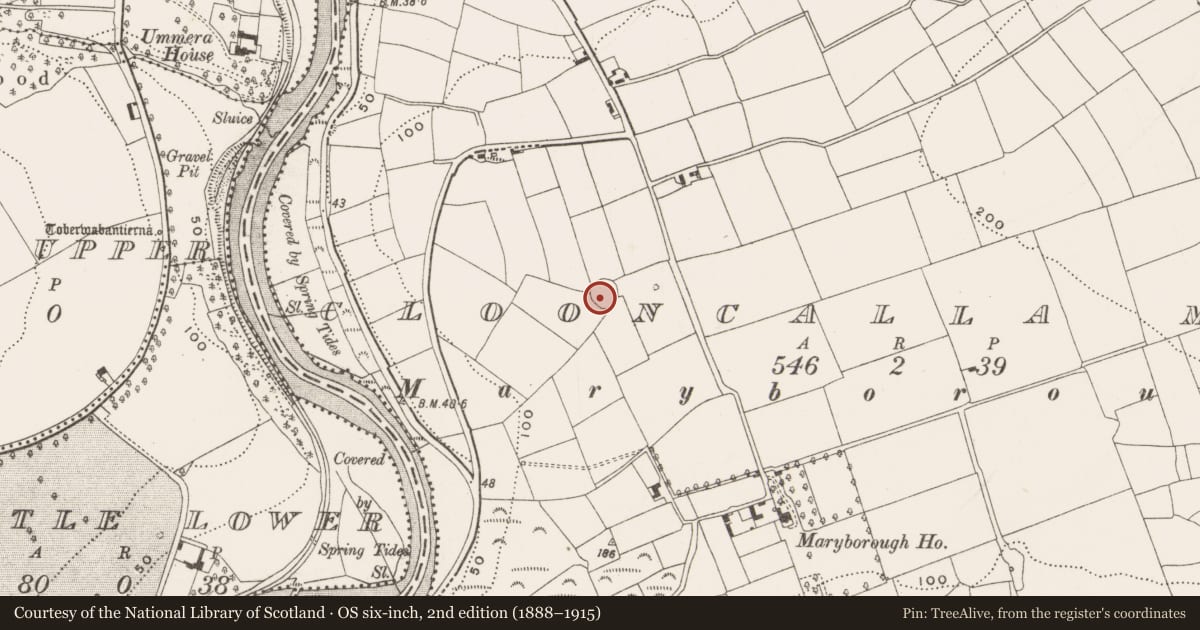Ordnance Survey six-inch map, 2nd edition (1888–1915) covering the location of Ringfort - rath, Clooncalla More, County Cork, with a pin at the register's coordinates