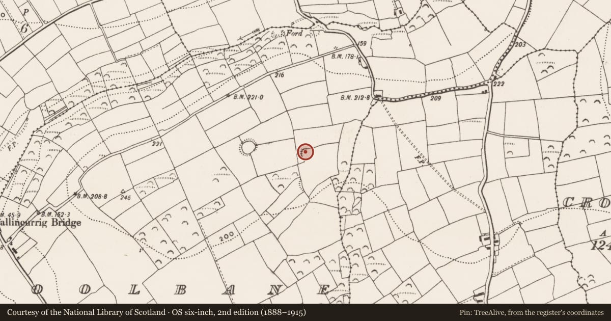 Ordnance Survey six-inch map, 2nd edition (1888–1915) covering the location of Ringfort - rath, Coolbane, County Cork, with a pin at the register's coordinates