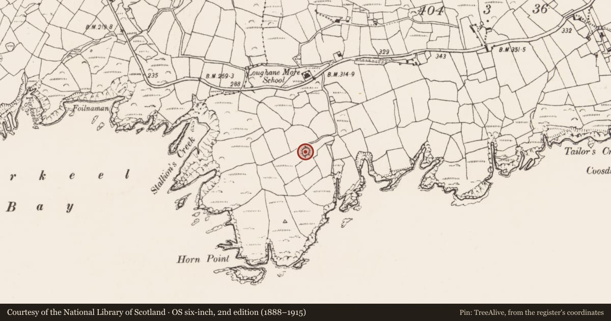 Ordnance Survey six-inch map, 2nd edition (1888–1915) covering the location of Ringfort - rath, Loughane More, County Cork, with a pin at the register's coordinates