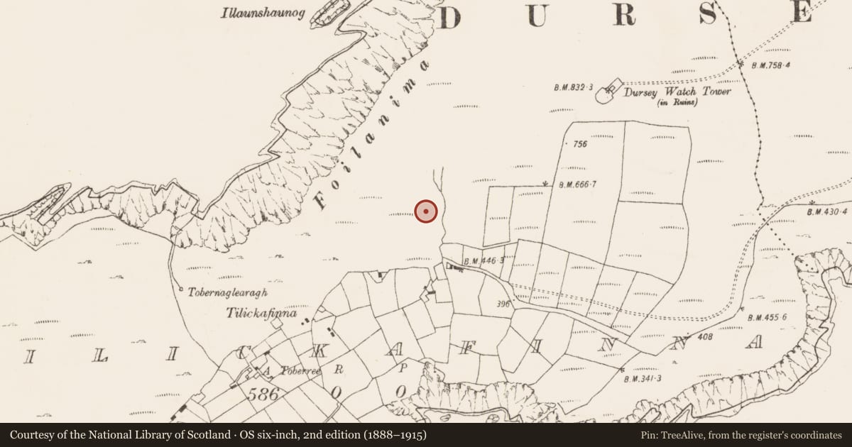 Ordnance Survey six-inch map, 2nd edition (1888–1915) covering the location of Anomalous stone group, Tilickafinna (Dursey Island), County Cork, with a pin at the register's coordinates