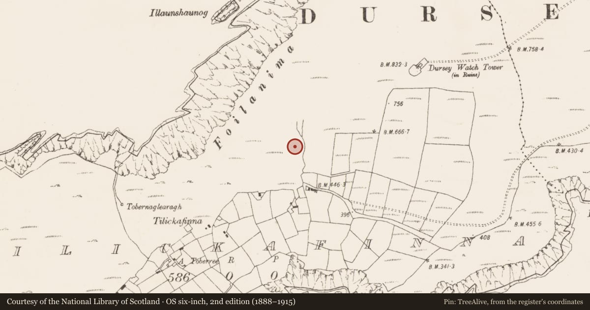 Ordnance Survey six-inch map, 2nd edition (1888–1915) covering the location of Hut site, Tilickafinna (Dursey Island), County Cork, with a pin at the register's coordinates
