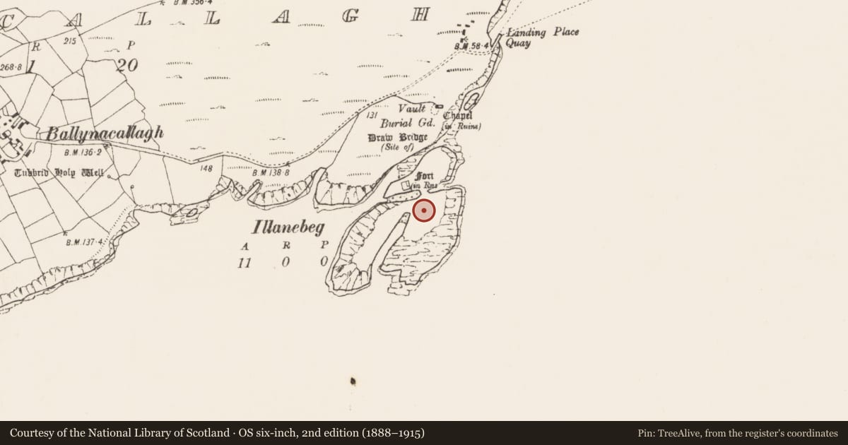 Ordnance Survey six-inch map, 2nd edition (1888–1915) covering the location of Hut site, Ballynacallagh, County Cork, with a pin at the register's coordinates