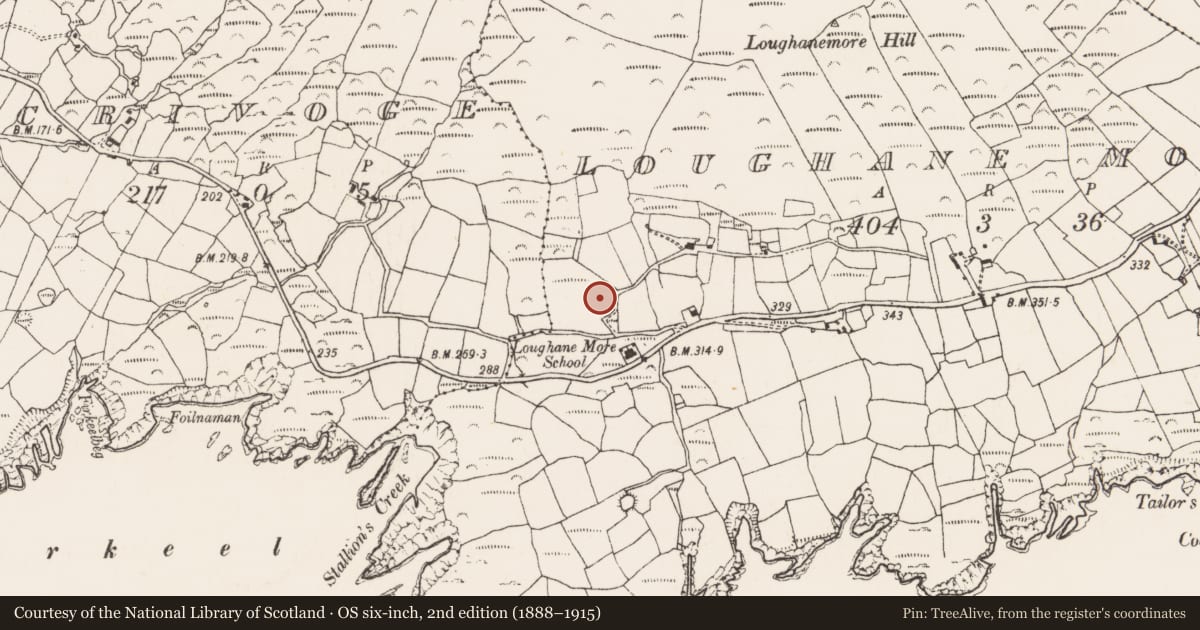 Ordnance Survey six-inch map, 2nd edition (1888–1915) covering the location of Standing stone, Loughane More, County Cork, with a pin at the register's coordinates