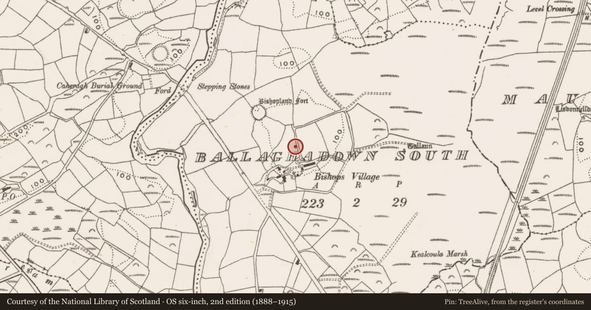 Ordnance Survey six-inch map, 2nd edition (1888–1915) covering the location of Standing stone, Ballaghadown South, County Cork, with a pin at the register's coordinates