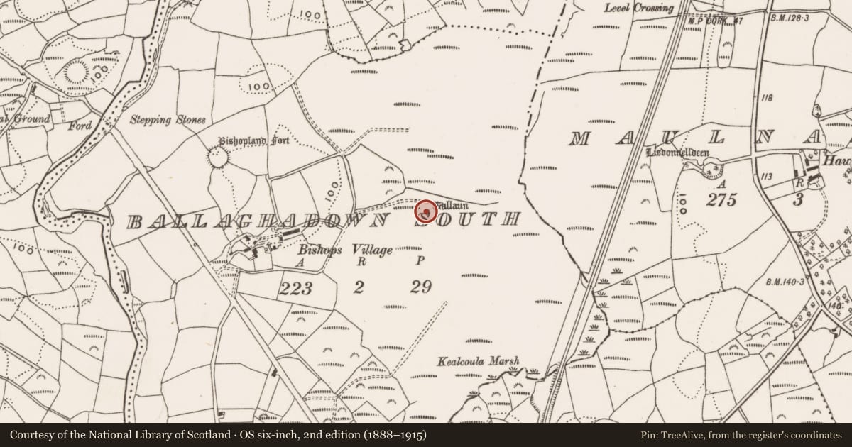 Ordnance Survey six-inch map, 2nd edition (1888–1915) covering the location of Standing stone, Ballaghadown South, County Cork, with a pin at the register's coordinates