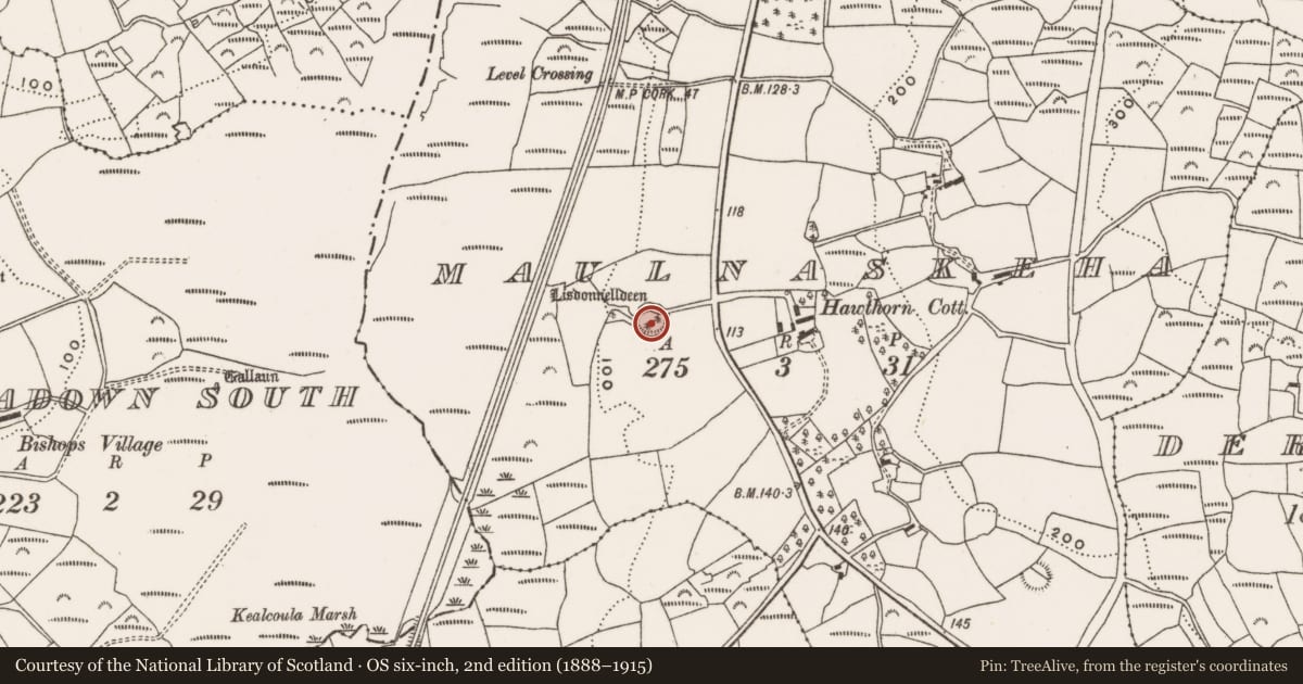 Ordnance Survey six-inch map, 2nd edition (1888–1915) covering the location of Ringfort - rath, Maulnaskeha, County Cork, with a pin at the register's coordinates