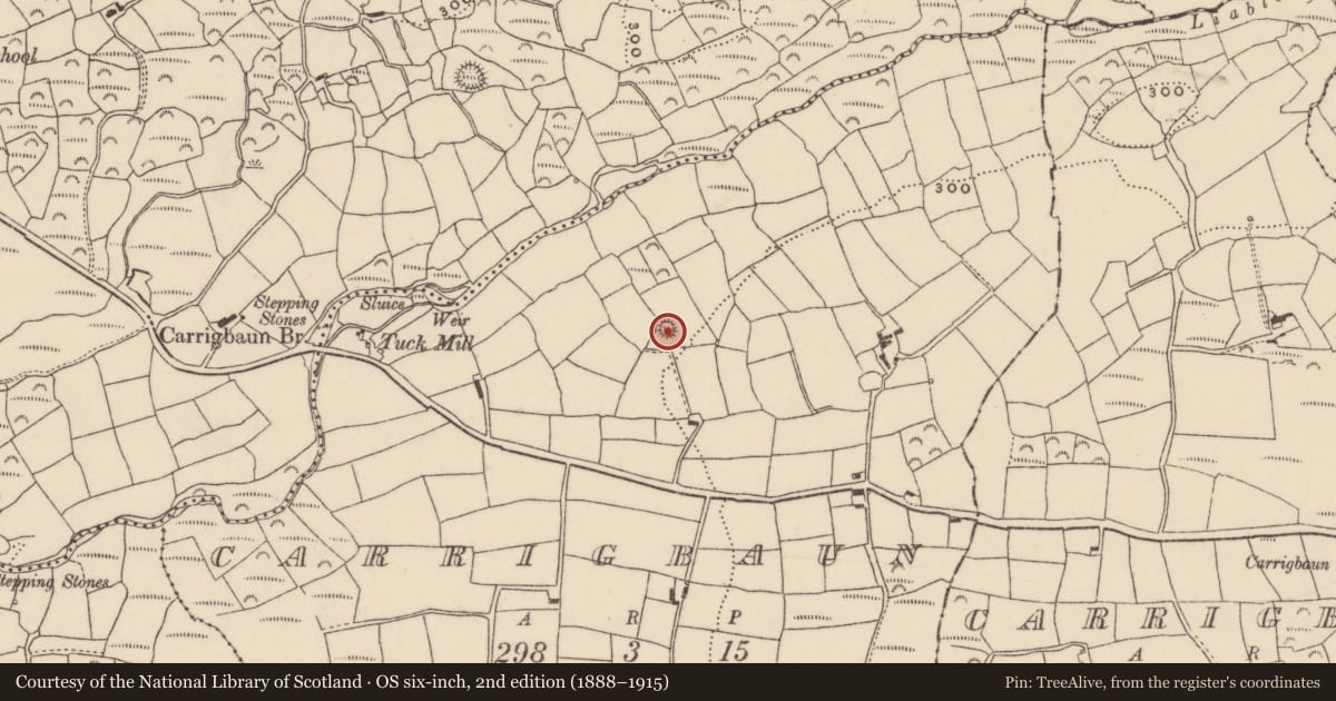 Ordnance Survey six-inch map, 2nd edition (1888–1915) covering the location of Ringfort - rath, Carrigbaun, County Cork, with a pin at the register's coordinates