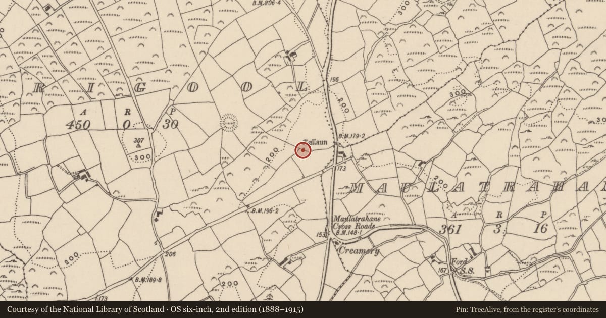 Ordnance Survey six-inch map, 2nd edition (1888–1915) covering the location of Standing stone, Adrigool, County Cork, with a pin at the register's coordinates