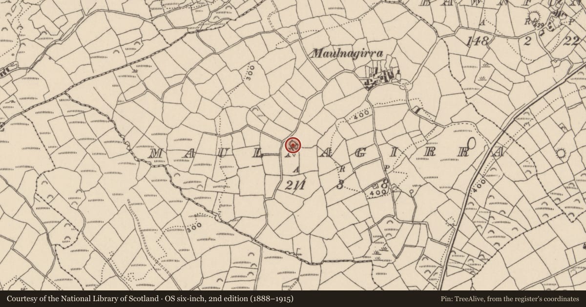 Ordnance Survey six-inch map, 2nd edition (1888–1915) covering the location of Ringfort - rath, Maulnagirra, County Cork, with a pin at the register's coordinates