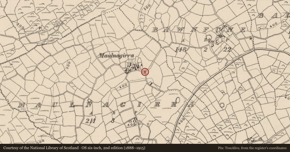 Ordnance Survey six-inch map, 2nd edition (1888–1915) covering the location of Souterrain, Maulnagirra, County Cork, with a pin at the register's coordinates