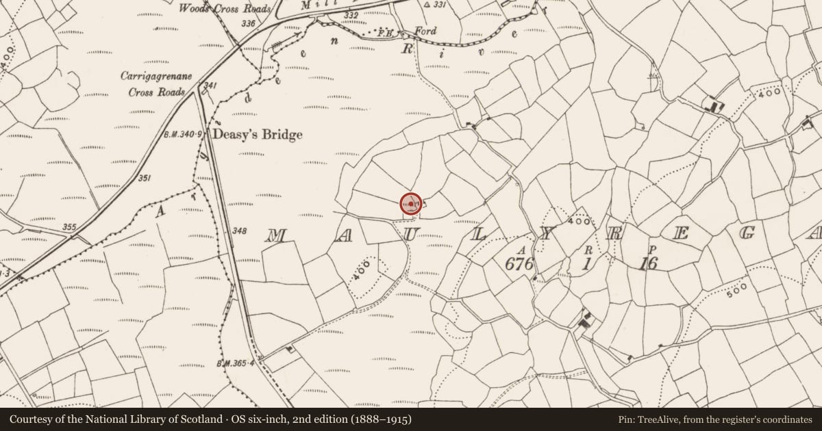 Ordnance Survey six-inch map, 2nd edition (1888–1915) covering the location of Ringfort - rath, Maulyregan, County Cork, with a pin at the register's coordinates