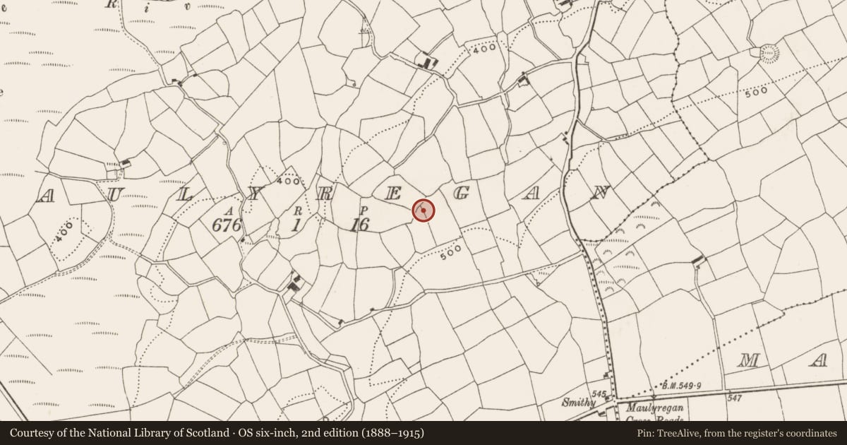 Ordnance Survey six-inch map, 2nd edition (1888–1915) covering the location of Ringfort - rath, Maulyregan, County Cork, with a pin at the register's coordinates