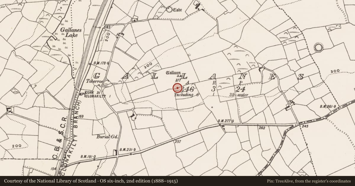 Ordnance Survey six-inch map, 2nd edition (1888–1915) covering the location of Standing stone (present location), Gallanes, County Cork, with a pin at the register's coordinates