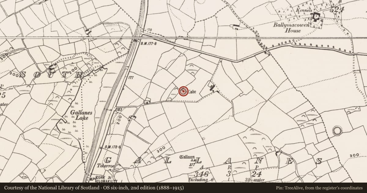 Ordnance Survey six-inch map, 2nd edition (1888–1915) covering the location of Ringfort - rath, Gallanes, County Cork, with a pin at the register's coordinates