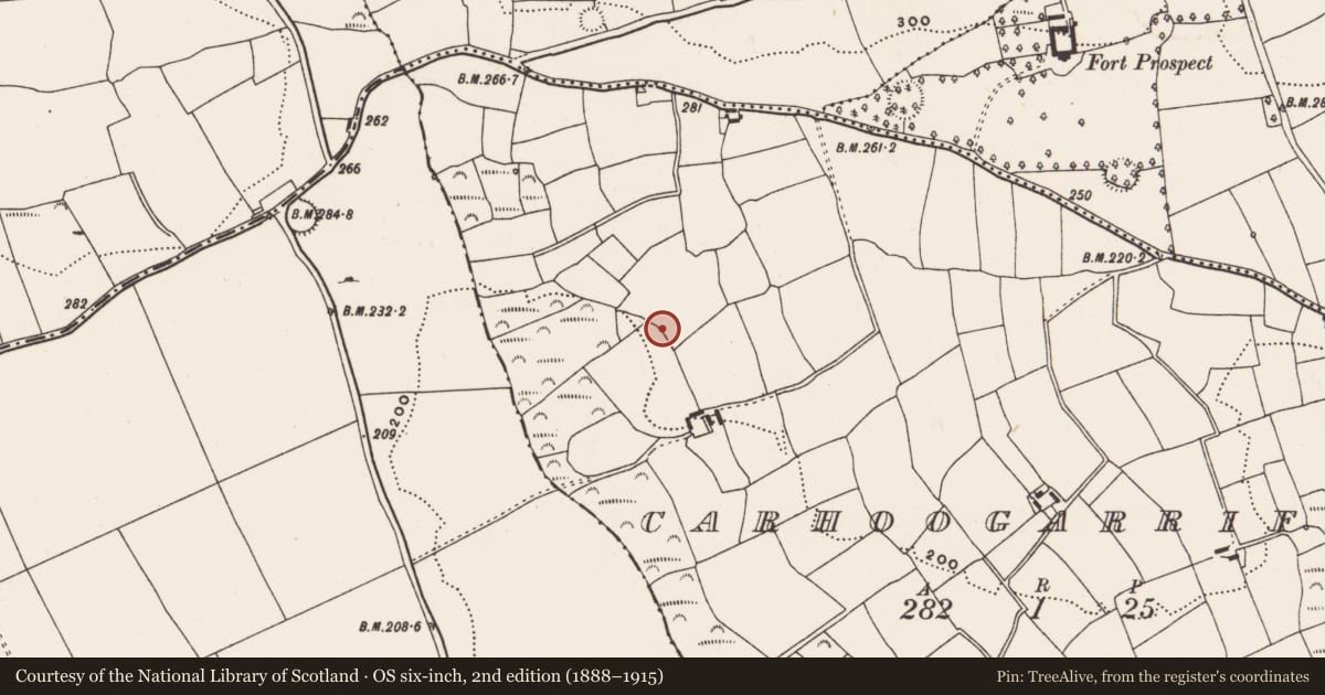 Ordnance Survey six-inch map, 2nd edition (1888–1915) covering the location of Fulacht fia, Carhoogarriff, County Cork, with a pin at the register's coordinates
