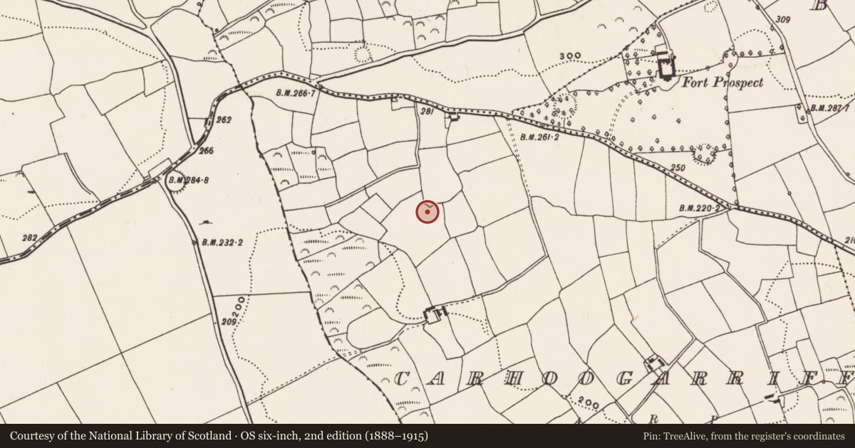 Ordnance Survey six-inch map, 2nd edition (1888–1915) covering the location of Ringfort - rath, Carhoogarriff, County Cork, with a pin at the register's coordinates