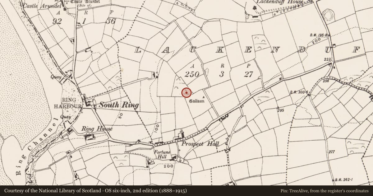 Ordnance Survey six-inch map, 2nd edition (1888–1915) covering the location of Ringfort - rath, Lackenduff, County Cork, with a pin at the register's coordinates