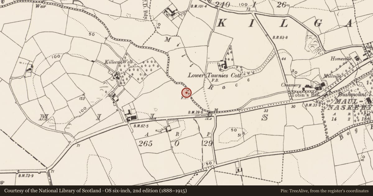 Ordnance Survey six-inch map, 2nd edition (1888–1915) covering the location of Fulacht fia, Miles, County Cork, with a pin at the register's coordinates