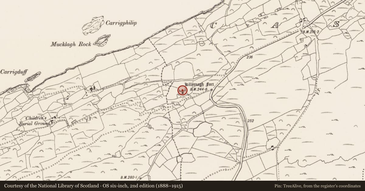 Ordnance Survey six-inch map, 2nd edition (1888–1915) covering the location of Ringfort - rath, Cashelfean, County Cork, with a pin at the register's coordinates