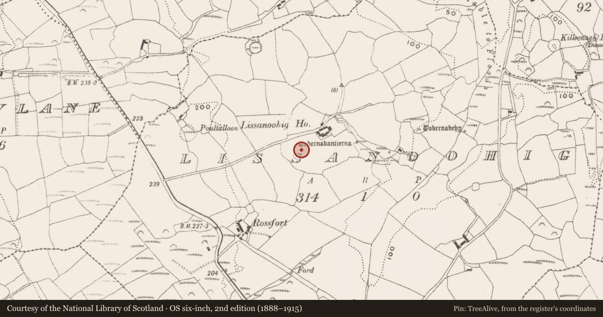 Ordnance Survey six-inch map, 2nd edition (1888–1915) covering the location of Cupmarked stone, Lissanoohig, County Cork, with a pin at the register's coordinates