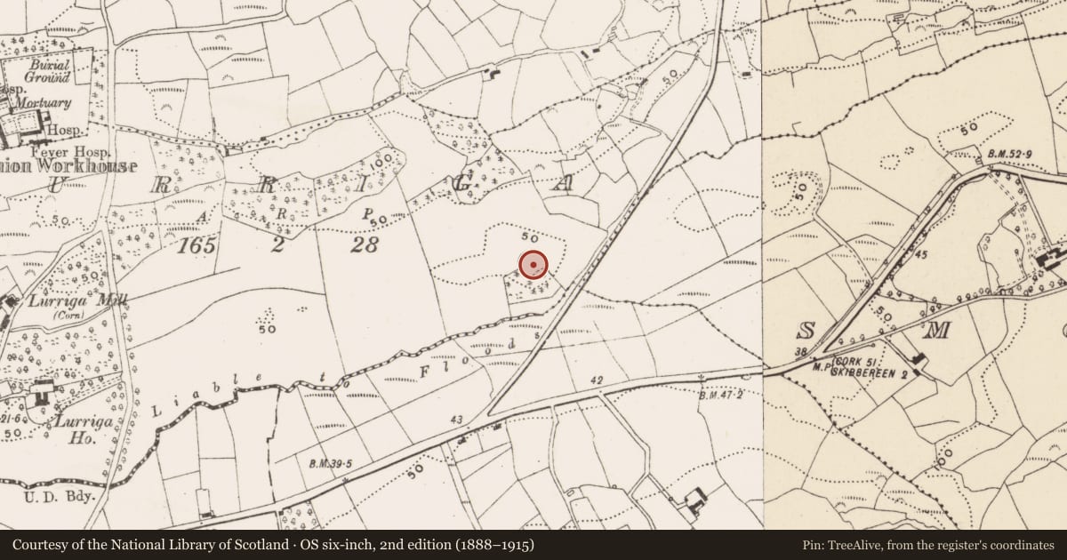 Ordnance Survey six-inch map, 2nd edition (1888–1915) covering the location of Ringfort - rath, Lurriga, County Cork, with a pin at the register's coordinates