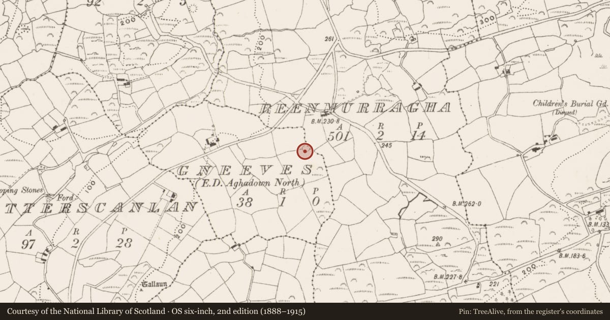 Ordnance Survey six-inch map, 2nd edition (1888–1915) covering the location of Ringfort - rath, Gneeves, County Cork, with a pin at the register's coordinates