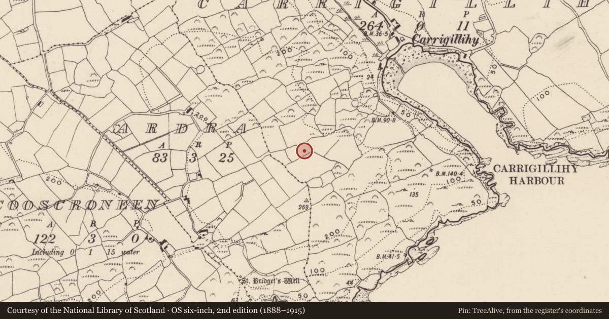 Ordnance Survey six-inch map, 2nd edition (1888–1915) covering the location of Cupmarked stone, Carrigillihy, County Cork, with a pin at the register's coordinates
