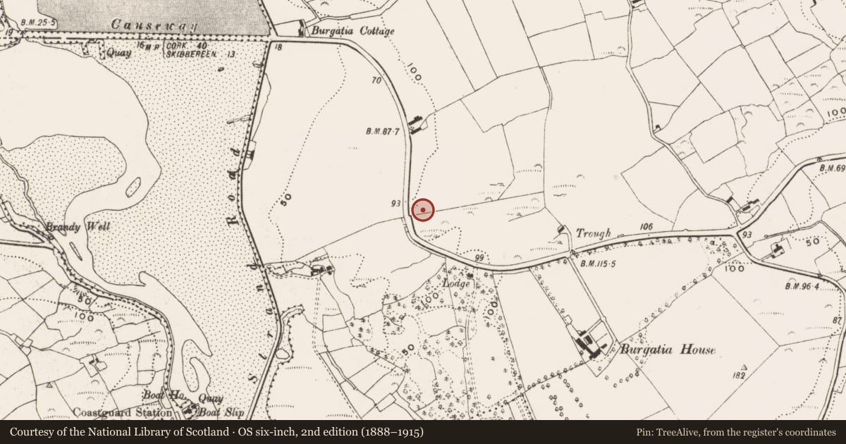 Ordnance Survey six-inch map, 2nd edition (1888–1915) covering the location of Ringfort - rath, Burgatia, County Cork, with a pin at the register's coordinates