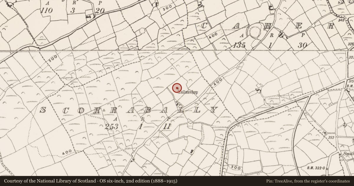 Ordnance Survey six-inch map, 2nd edition (1888–1915) covering the location of Standing stone, Corrabally (Ibane and Barryroe By., Kilkerranmore Par.), County Cork, with a pin at the register's coordinates