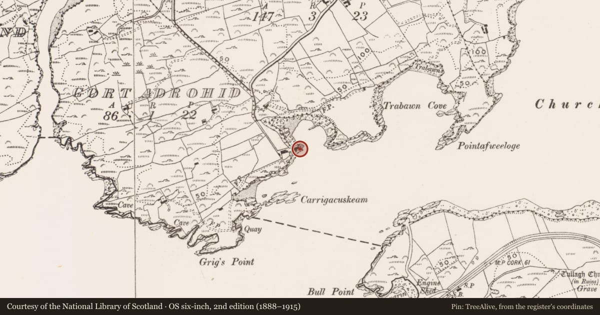 Ordnance Survey six-inch map, 2nd edition (1888–1915) covering the location of Corn store, Gortadrohid (Ringarogy Island), County Cork, with a pin at the register's coordinates