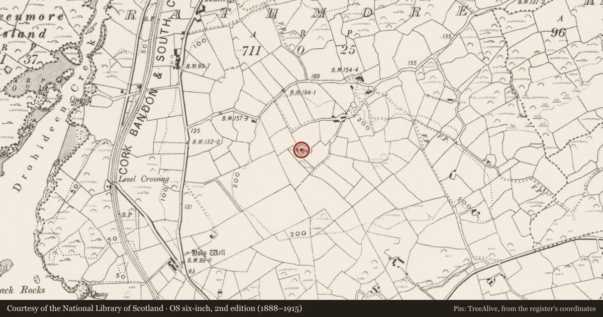 Ordnance Survey six-inch map, 2nd edition (1888–1915) covering the location of Ringfort - rath, Rathmore, County Cork, with a pin at the register's coordinates