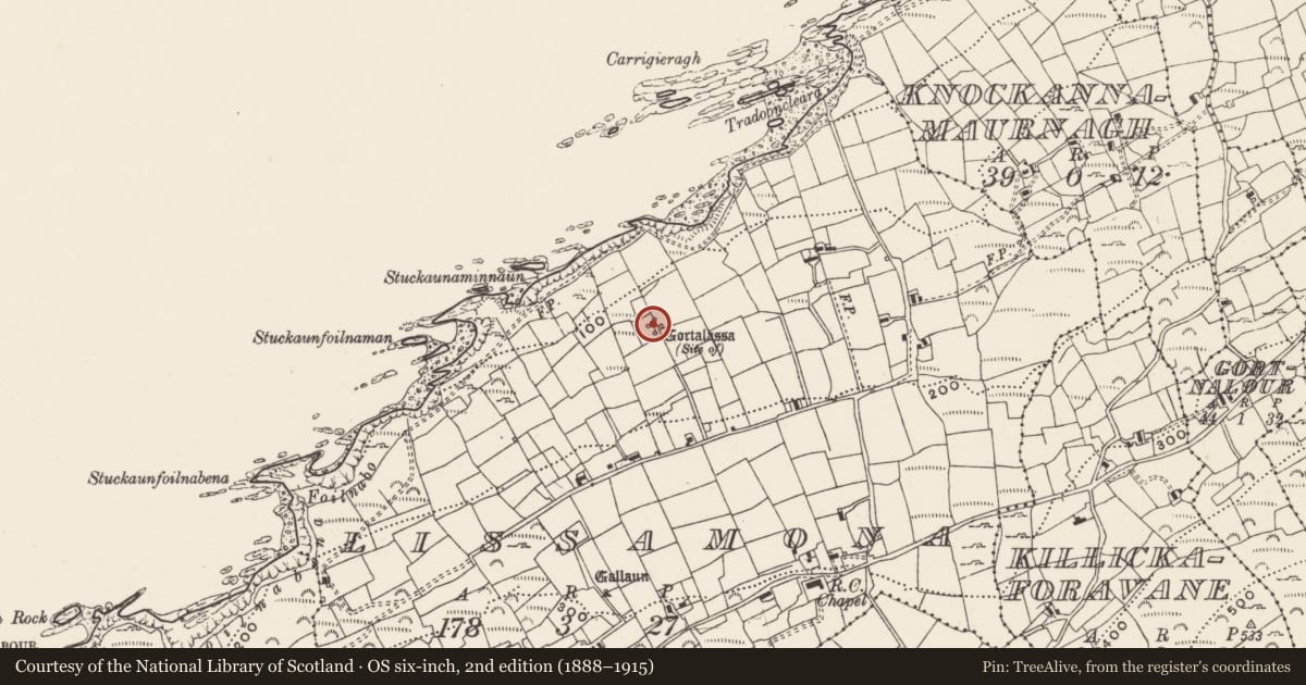 Ordnance Survey six-inch map, 2nd edition (1888–1915) covering the location of Ringfort - rath, Lios Ó Móine, County Cork, with a pin at the register's coordinates